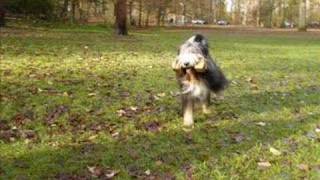 LOVE is TENDER our Bearded Collie [upl. by Caro520]