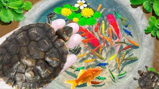 Amazing Catch Baby Diamond Turtle Unicorn Head Fish Pearlscale Goldfish Striped Horse Fish [upl. by Campney]