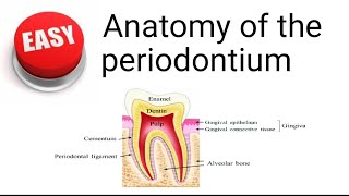 Anatomy of the periodontium [upl. by Annoval]