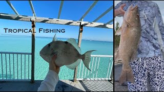 Catching BIG Tropical Species in Bermuda [upl. by Anelhtac]