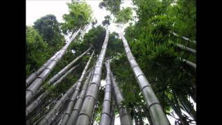 Les Brown Chinese Bamboo Tree Story [upl. by Hak]