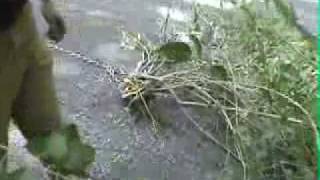 How to Remove Forsythia Bushes the Gardenfork Way [upl. by Novahs543]