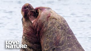 A Blubbery Battle Elephant Seal vs Elephant Seal [upl. by Noremak]