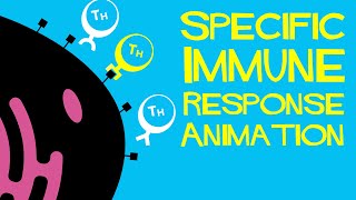 Specific immune response animation [upl. by Sinnaoi573]