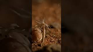 Araña Termitera del Desierto cazando Termitas [upl. by Alik]