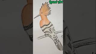 Hoopoe Bird drawing ll laxmiartmalout [upl. by Nohsid738]