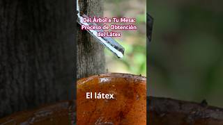 Del Árbol a Tu Mesa Proceso de Obtención del Látex latex [upl. by Gnihc]