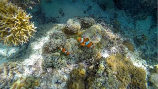 Palawan Philippines Snorkeling HD [upl. by Ane]