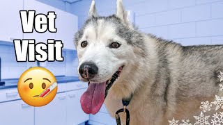 Taking My Husky To the Vet 🤕 Whats Wrong [upl. by Edith364]