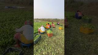 सरसो के साग ।sarso ke saag trending shorts farming shortsfeed share [upl. by Odel]