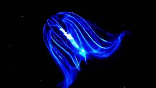 Jellyfish  Ctenophora [upl. by Feil]