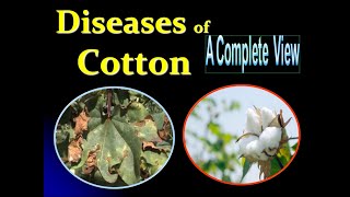 Diseases of Cotton  Wilt Root rot Anthracnose reddening Bacterial leaf blight [upl. by Ahsircal]