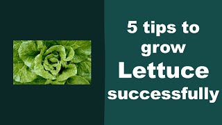 5 Tips to Ggrow Lettuce Successfully in Aerogarden [upl. by Mikiso]