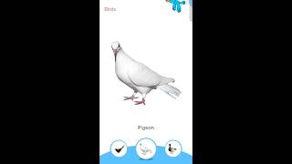 Birds name English kids trending cartoon birds english kids jokes larningstory [upl. by Rammus]