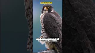 Peregrine Falcon  The Fastest Animal On Earth [upl. by Ellord]