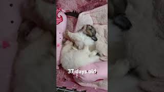 Playtime pomapoo 37days old [upl. by Ilke320]