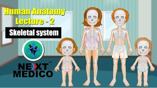 NEXT MEDICO 2022  MBBS  HUMAN ANATOMY  Lecture  2 Skeletal system [upl. by Enywad422]