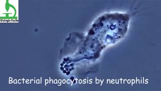 Amazing video  Bacterial Phagocytosis by Macrophages and Neutrophils [upl. by Gram242]