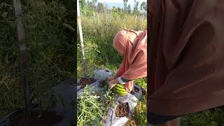 picking watermelon farming garden gardening watermelon [upl. by Toth]