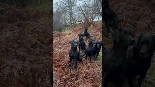 Labrador Retrievers ready for action Gundogs Workingdogs Picking up Shooting [upl. by Elohcan]