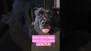 Bella the blepping English Staffordshire Bull Terrier animals dog doglover fyp viralshorts [upl. by Salema175]