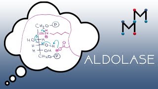 Aldolase Mechanism [upl. by Attenol]