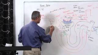 Renal System GFR Glomerular Filtration Rate 314 [upl. by Ergener107]