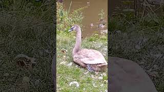 Baby Swan Cygnets have grown MASSIVELY since last video please see description for playlist info [upl. by Leina307]