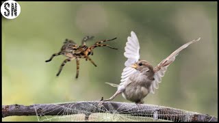 This Spider Catches And Consumes Birds in Its Web [upl. by Islek]