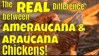 Araucana Chickens Versus Ameraucana Know the difference between these backyard chickens😍🐥🐥 [upl. by Litman]