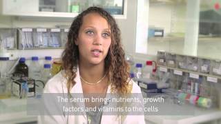 Gibco® FBS  quality and value for basic cell culture [upl. by Mirth484]