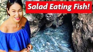 Come See the Salad Eating Fish at Fish Cave Tham Pla Namtok Pha Suea on the Mae Hong Son loop 🥬🐟🥗 [upl. by Stronski]