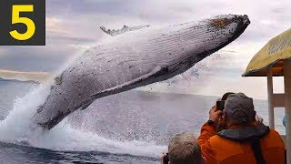 Top 5 AMAZING Whale Spotting Moments [upl. by Gokey]