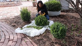 Trimming Boxwoods ✂️🌿 Garden Answer [upl. by Noryd]