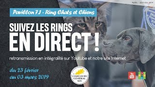 Ring chats et chiens 28022019 [upl. by Donella6]