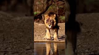 Crocodile stalking baby lionanimals wildlife wildanimals foryou fyp [upl. by Anirdnajela]