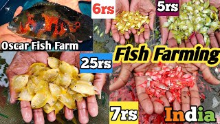 Cheap price Aquarium मछली at wholesale price  Aquarium मछली Bazar  Fish Farm  Westbengal [upl. by Acinom825]