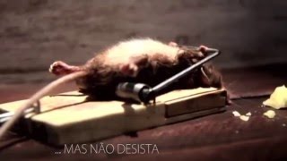 Motivação  Aprenda Resiliência com o Ratinho  engraçado [upl. by Graves]