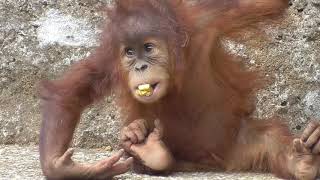 Baby Orangutan POPO 36  1 Year Old [upl. by Itak]