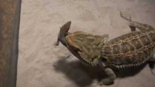 bearded dragon tearing up lizards [upl. by Davidoff127]