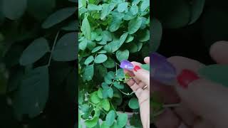 Aprajita plantthegrounddiaries gardening shortsvideo aprajitaplants [upl. by Sumner13]