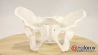 Axis Scientific Female Skeletal Pelvis by AnatomyWarehousecom [upl. by Cayla]