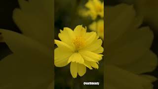 Yellow flower 🌼💛💛💛💫 song music love bollywood nature beachbeauty yellowflowers shorts [upl. by Thoer]