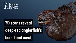 3D scans reveal deepsea anglerfishs huge final meal [upl. by Idnahr469]