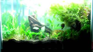 20g planted tank with Laetacara thayeri [upl. by Anelrats403]