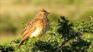 Rufousnaped Lark singing [upl. by Lamarre]