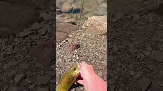 A good smallmouth for flaming gorge reservoir fishing￼ [upl. by Alet272]