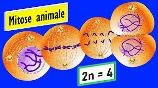 Les étapes de la mitose animale 2n  4 chromosomes [upl. by Nirol]