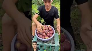 Harvesting figs in the garden sonasmr [upl. by Townie]