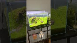 Make pretty tanks  Full footage for shorts  Behind the scenes  aquarium aquascape [upl. by Annoya]